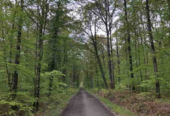 Chemin en forêt comment renforcer son immunité naturellement