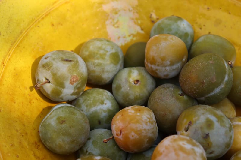 Saladier de prunes