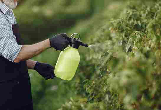 jardinier pulvérisant des pesticides, perturbateurs endocriniens