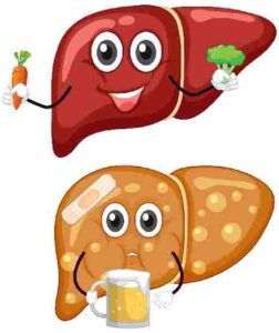 Illustration foie en bonne santé et foie malade