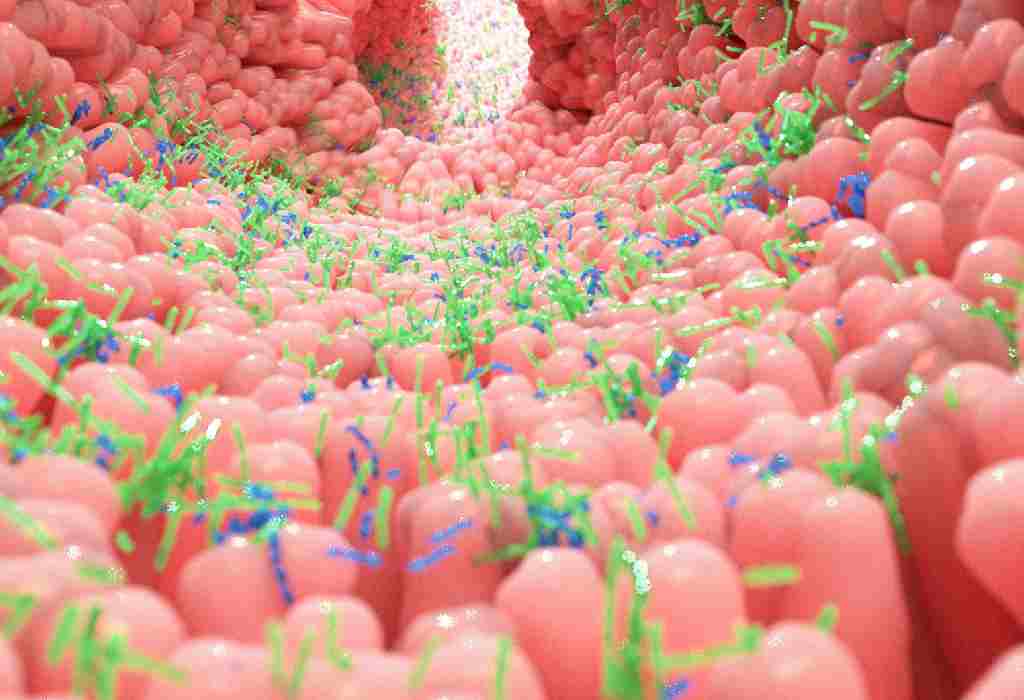 Lire la suite à propos de l’article Thyroïde et microbiote intestinal : un lien essentiel encore méconnu
