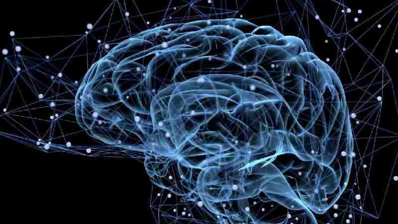 Schéma neuronal d'un cerveau