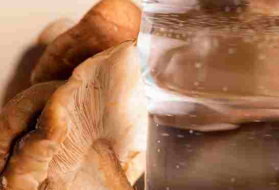 Champignons médicinaux