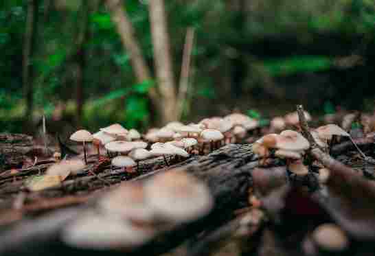 Champignons en forêt