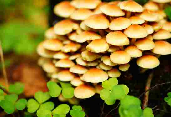 Champignons en forêt