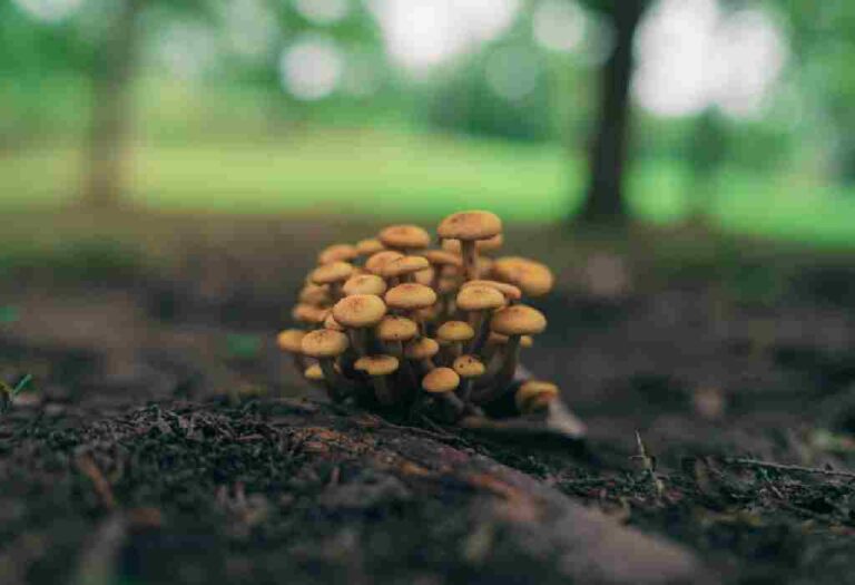 Lire la suite à propos de l’article Mycothérapie et cancer : ce que dit la science sur les champignons médicinaux en accompagnement des traitements conventionnels