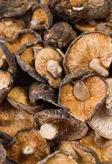 Champignon Shiitaké