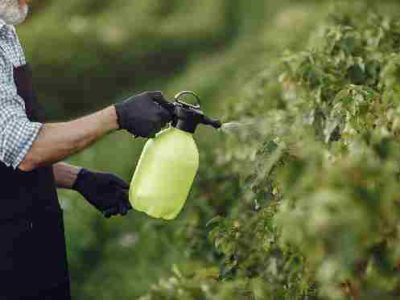 jardinier pulvérisant des pesticides, perturbateurs endocriniens