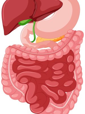 Schéma système digestif perméabilité intestinale